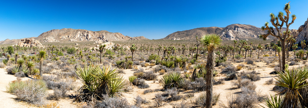 Joshua Tree National Park weekend trip for military families from San Diego