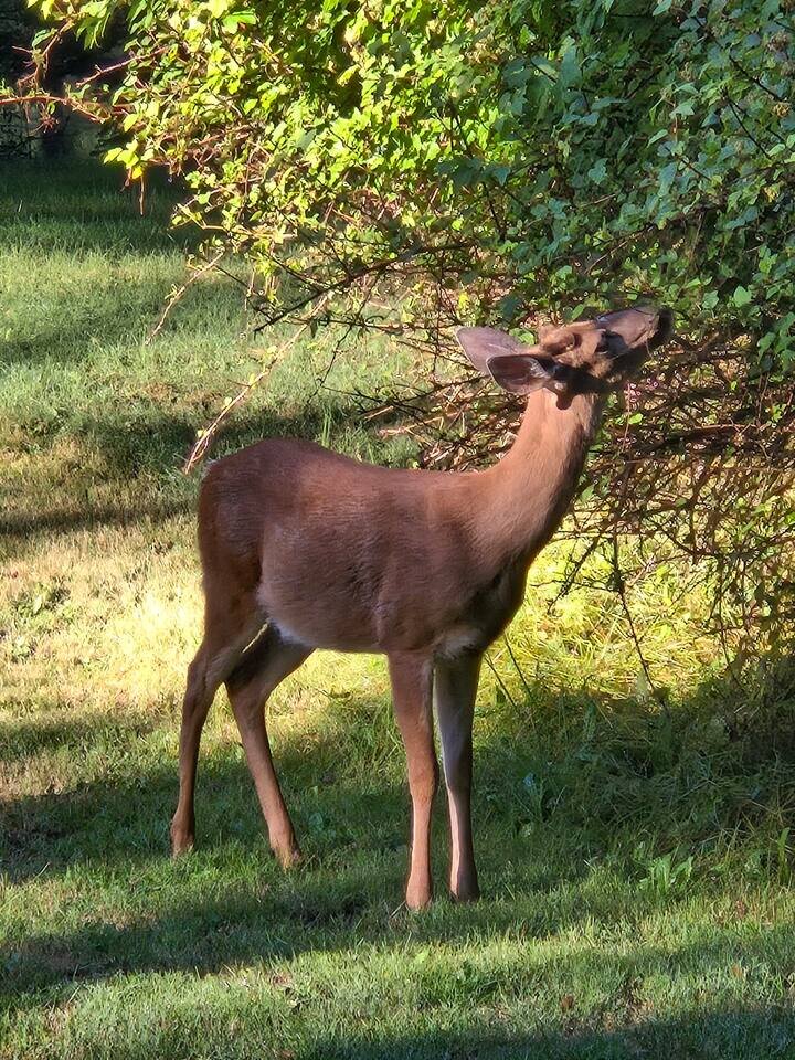 Cabin in Ashford, US