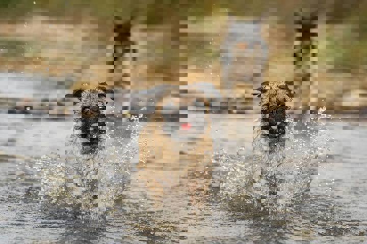 Home in Walhalla, US