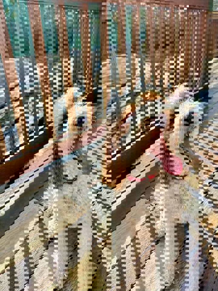 Home in Walhalla, US