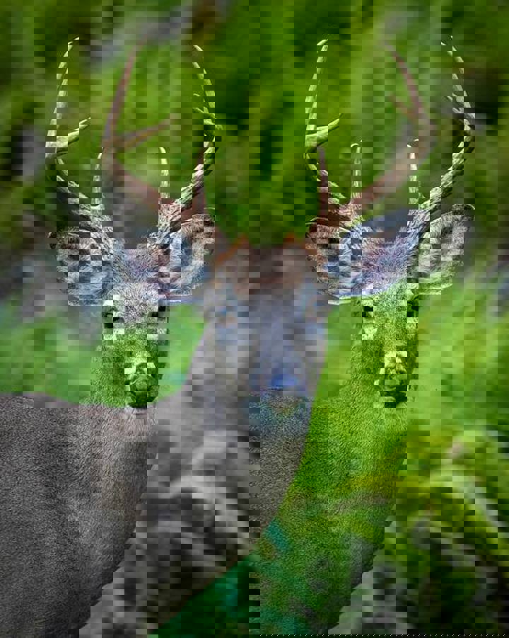 Home in Lackawaxen, US