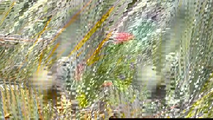 Guest suite in West End, Honduras