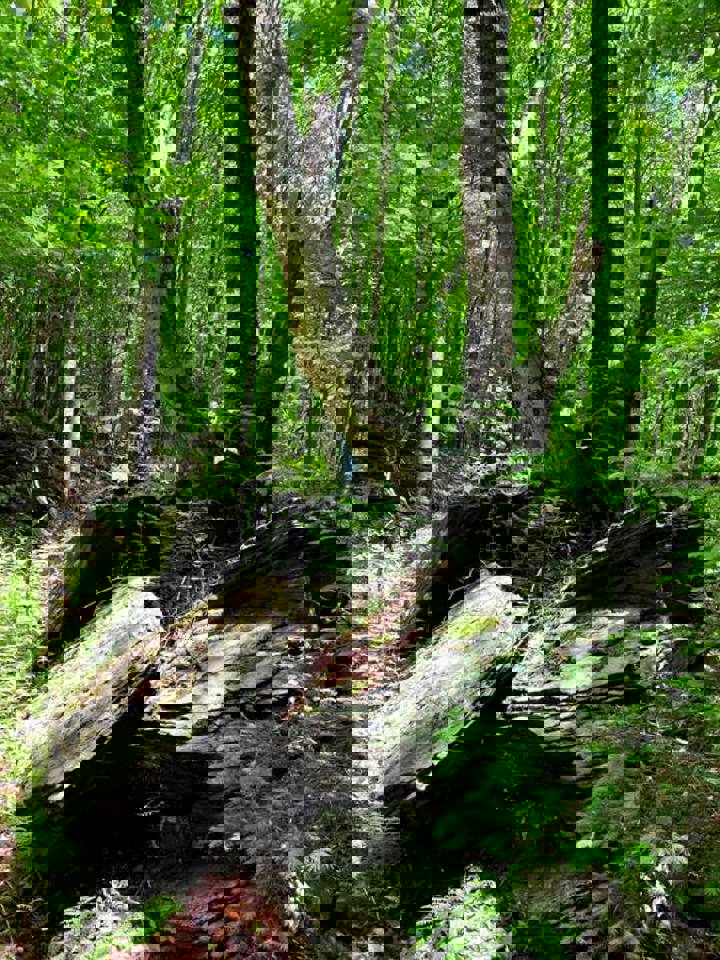 Home in Margaretville, US