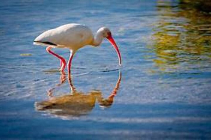 Condo in Tavernier, US