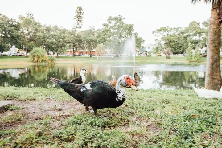 Bungalow in St. Petersburg, US