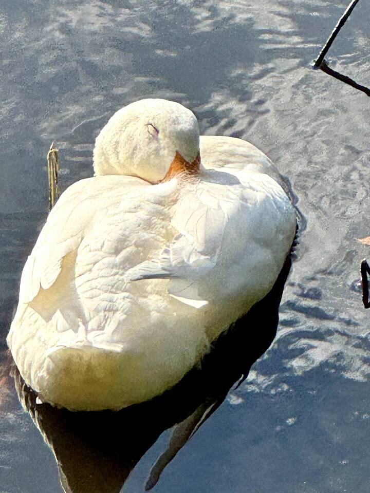 Rental unit in St. Petersburg, US