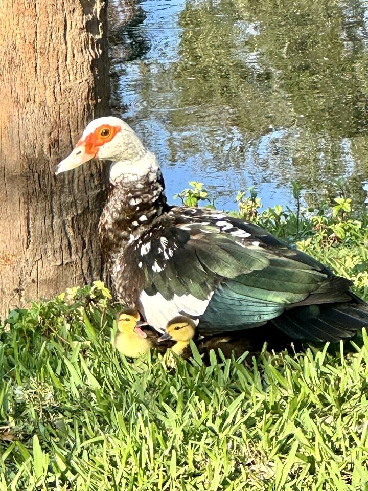 Rental unit in St. Petersburg, US