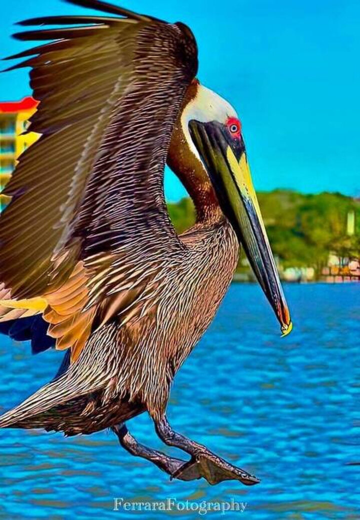 Condominium in St. Petersburg, US