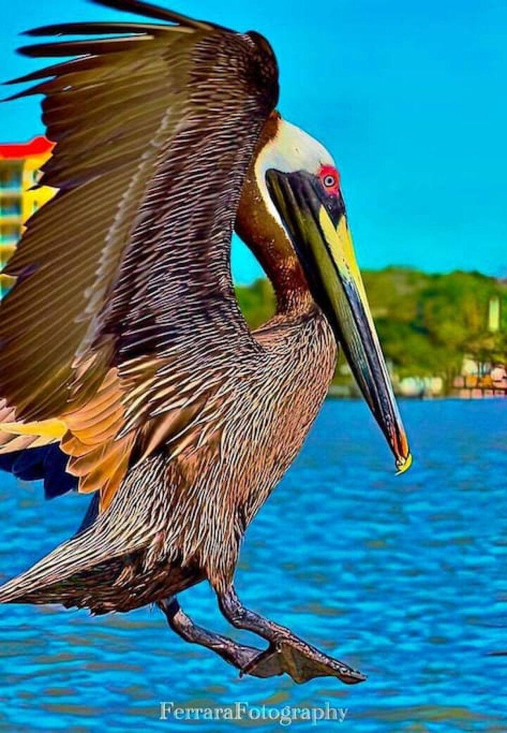 Condominium in St. Petersburg, US