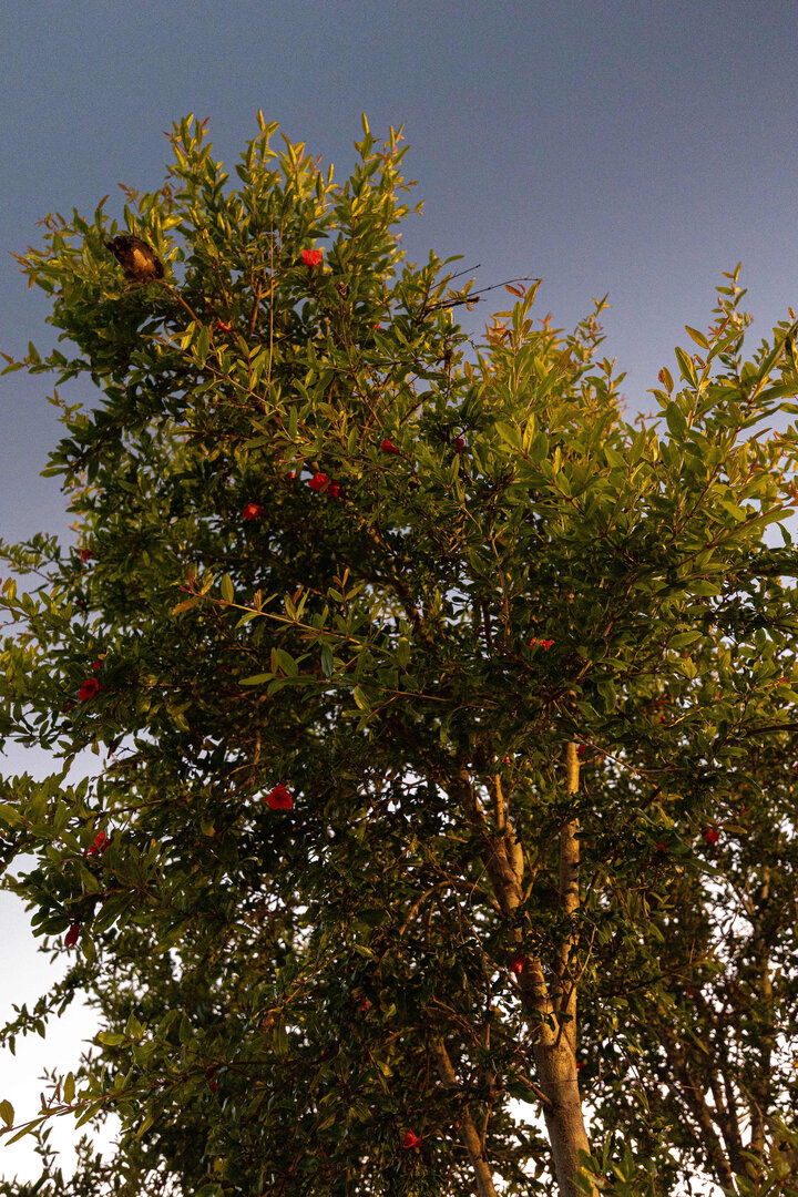 House in San Diego, US