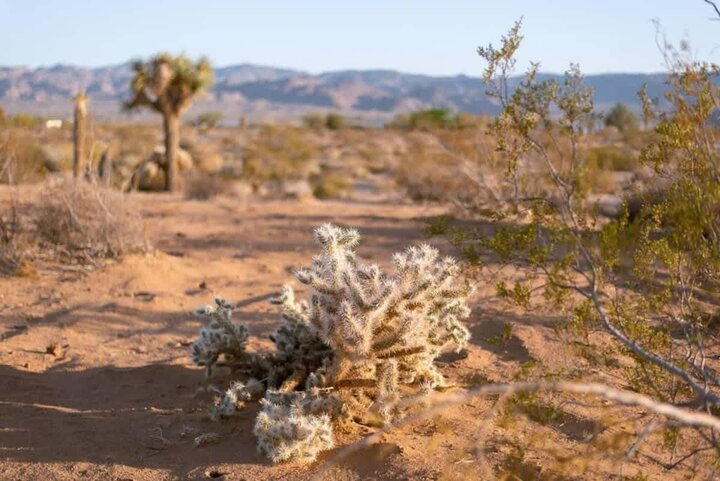 House in Joshua Tree, US