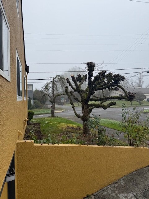 House in Olympia, US