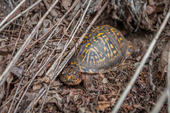 Cabin in Bryson City, US
