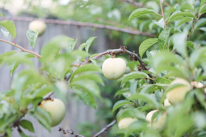 House in McMinnville, US