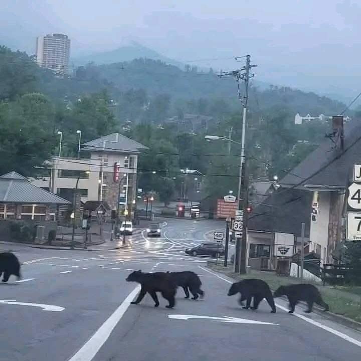 Condo in Gatlinburg, US