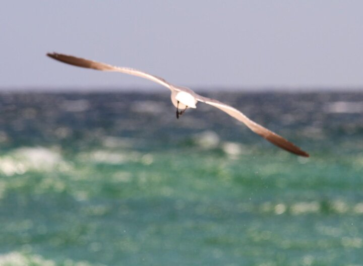 Condo in Miramar Beach, US
