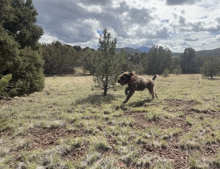 Cabin in Williams, US