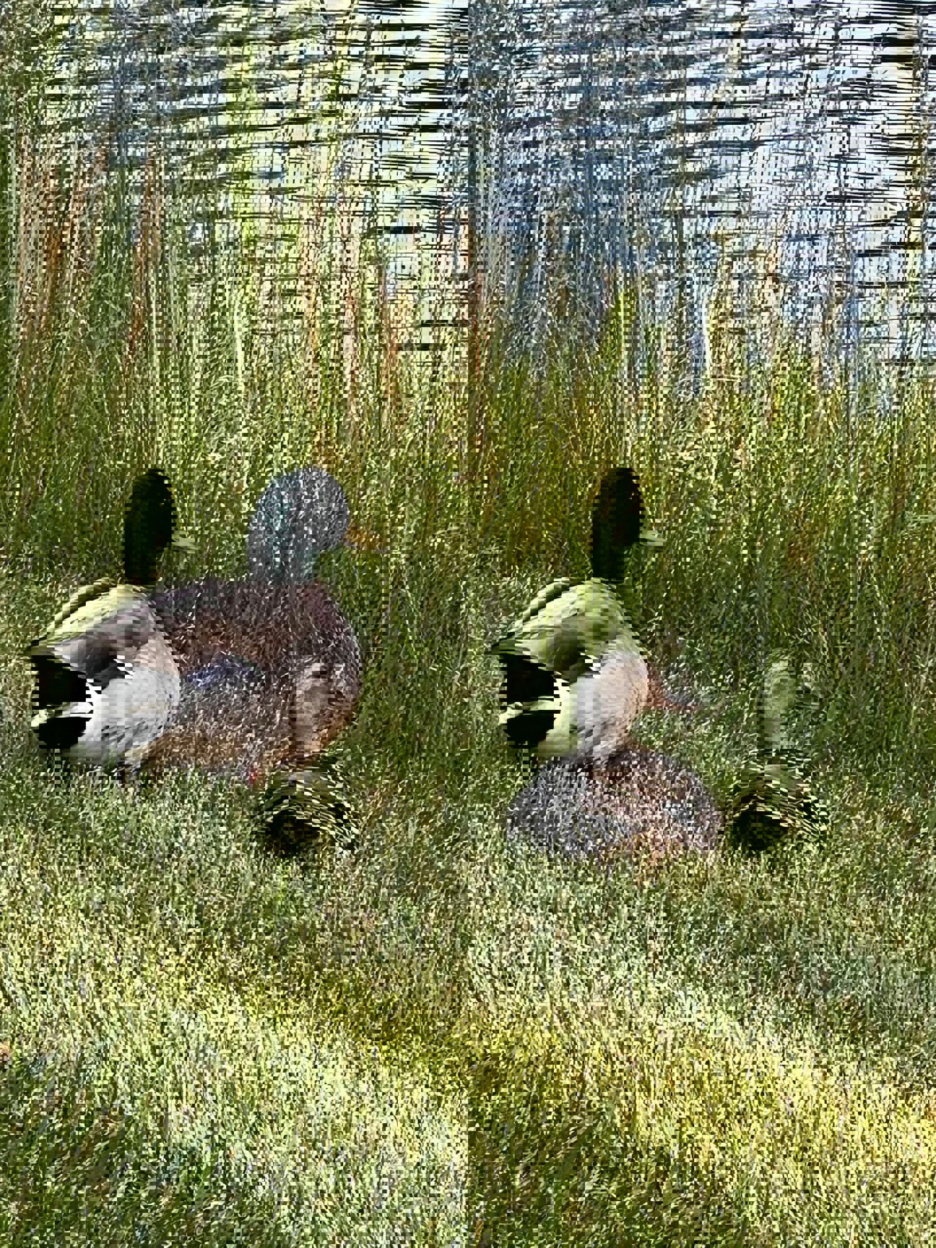 Image 53