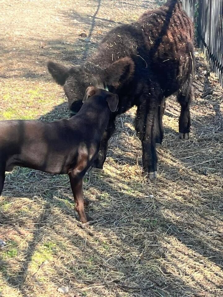 Guest house in Schertz, US