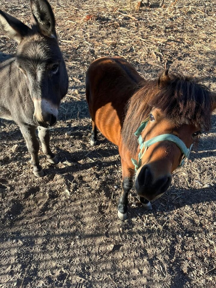 Guest house in Schertz, US