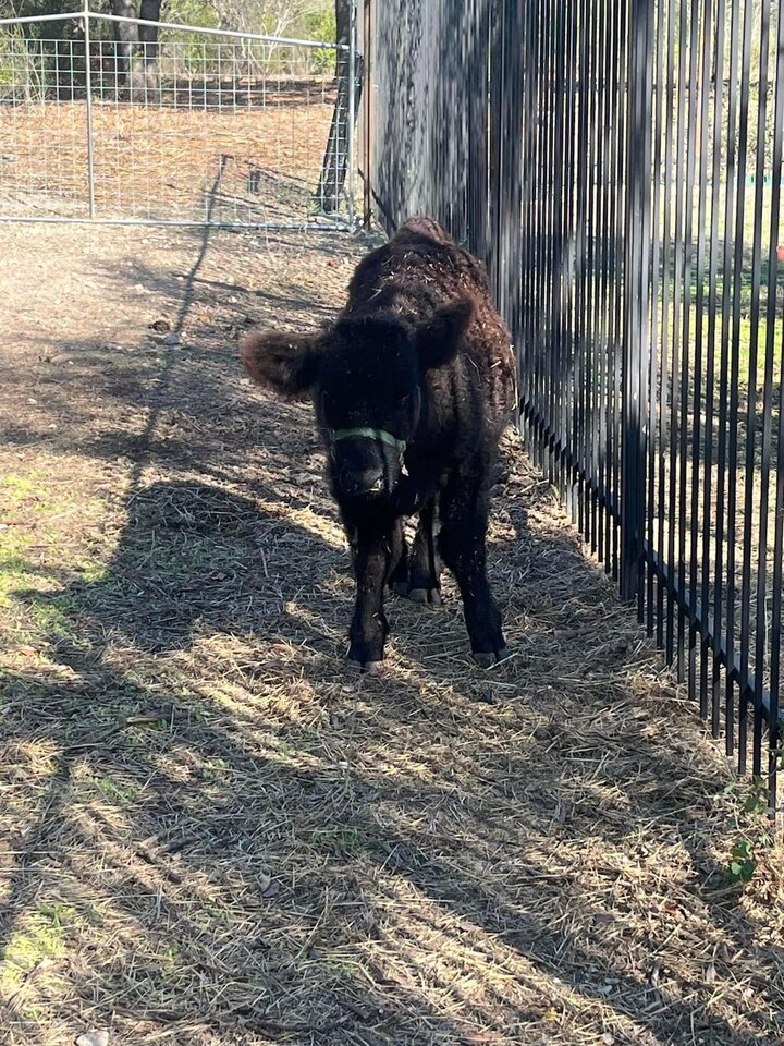 Guest house in Schertz, US