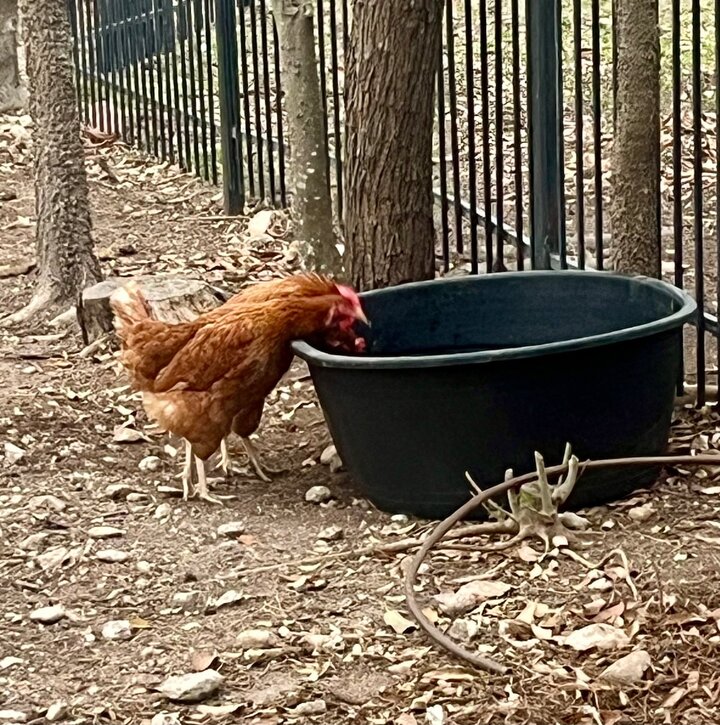 Guest house in Schertz, US