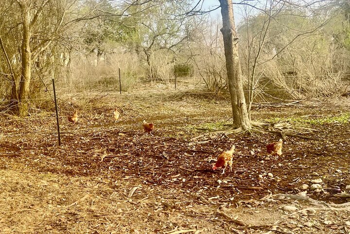 Guest house in Schertz, US