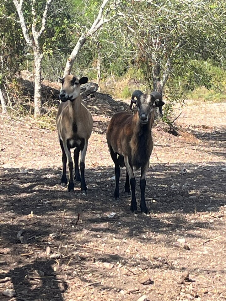 Guest house in Schertz, US